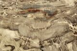 Polished Oligocene Petrified Wood (Pinus) - Australia #221121-1